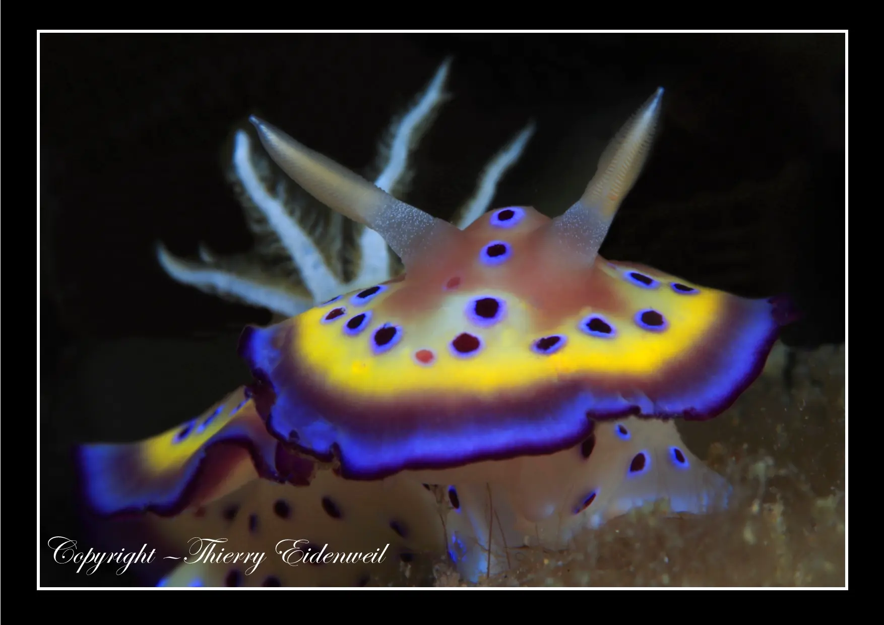 Anilao Macro Dive Media Highlight